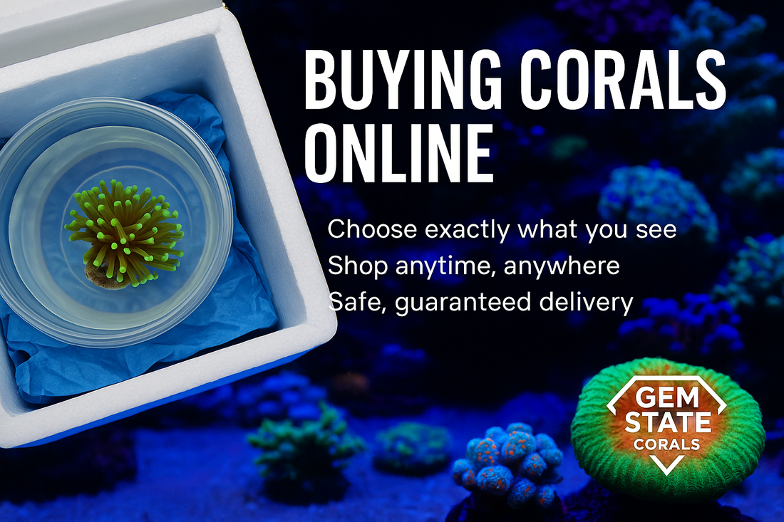 🛒 Buying Corals Online: What Every Reefer Should Know