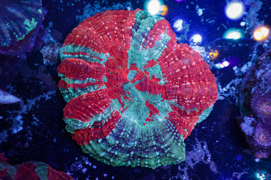 Acanthophyllia Corals: The Crown Jewel of the Sandbed