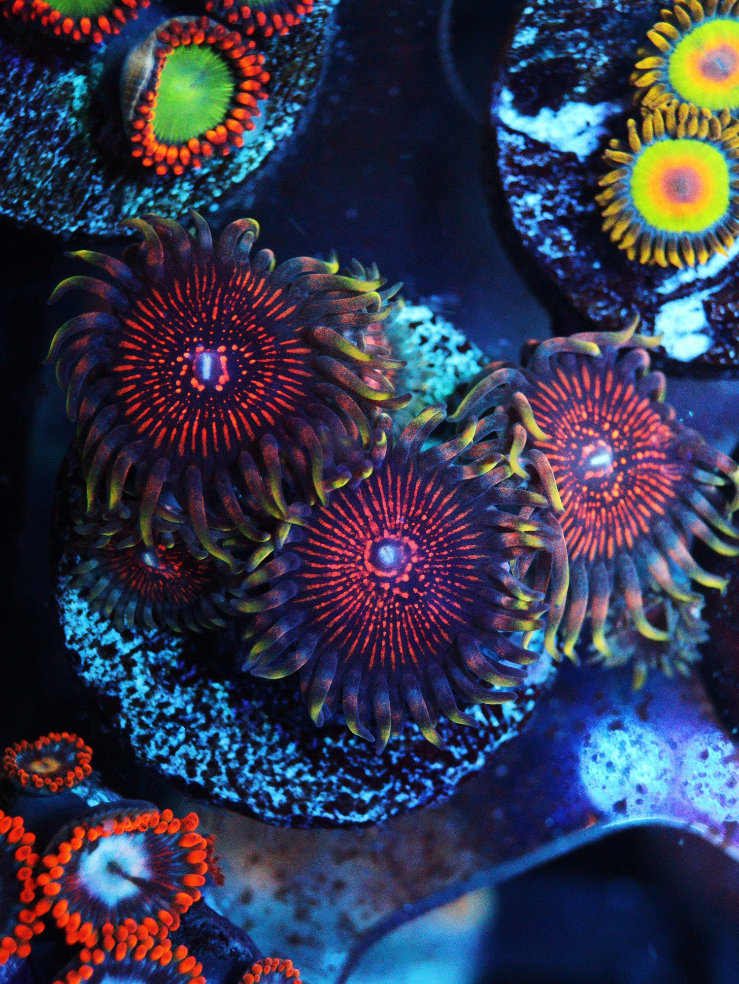 ARC Nightcrawlers