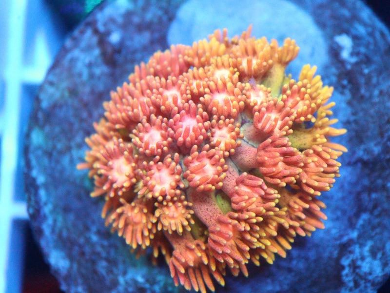 What You See Is What You Get