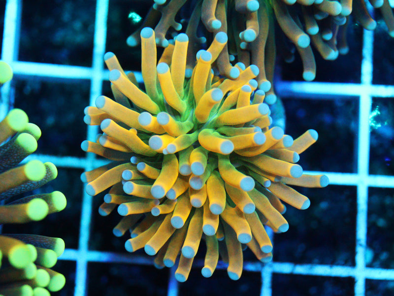 Large Polyp Stony Corals (LPS)