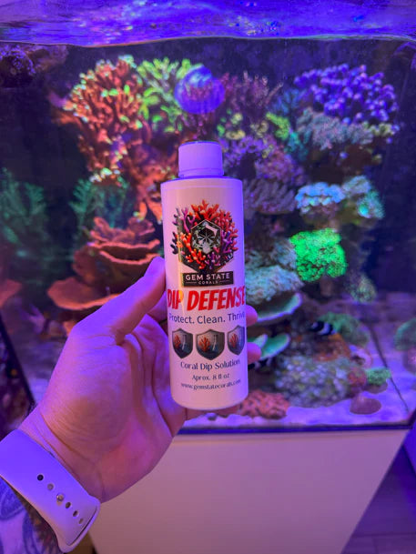 Gem State Corals Dip Defense