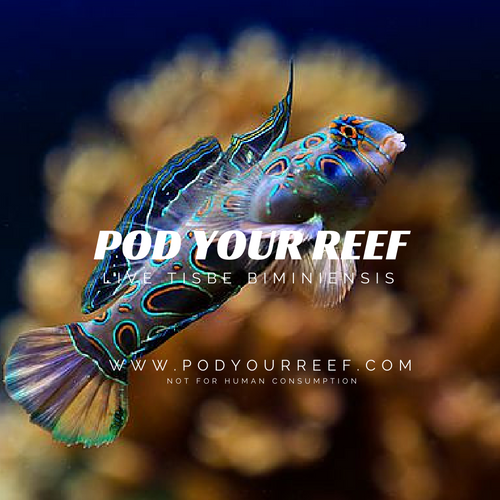 Pod Your Reef