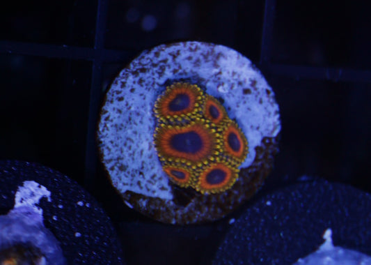 Great Owl Zoas