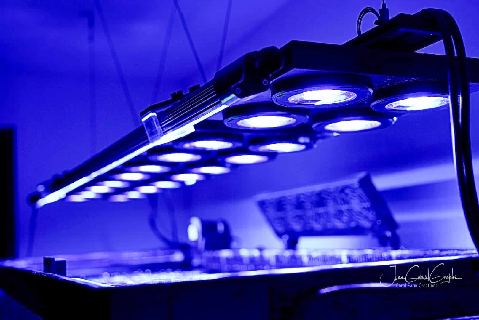 nan coral frag – SPS coral | Gem State Corals