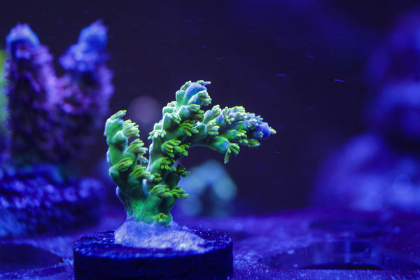 Marvin the Martian Acro