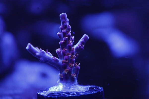 Vivids Confetti Acro