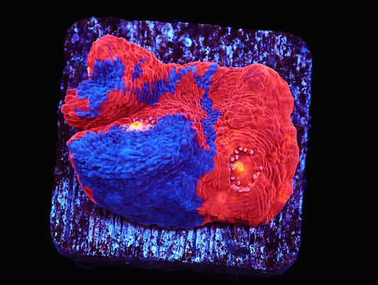 GS Rainbow Chalice coral frag – Chalice LPS coral | Gem State Corals