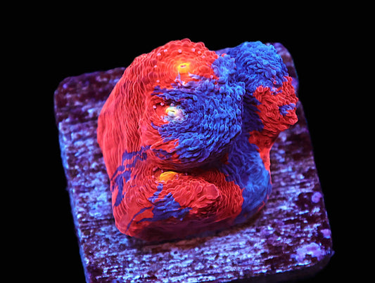 GS Rainbow Chalice coral frag – Chalice LPS coral | Gem State Corals