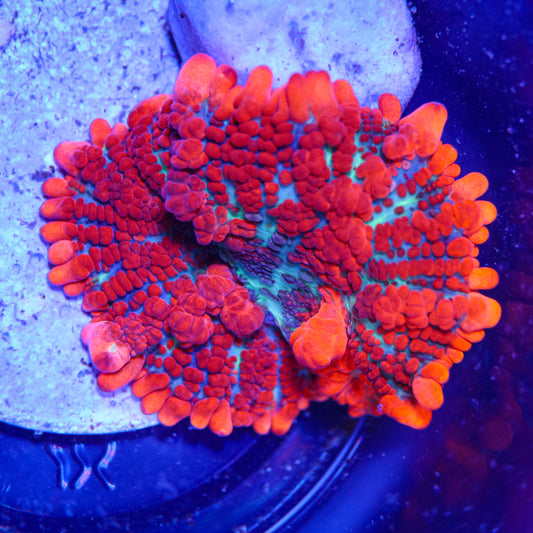 GS Superman Bounce Mushroom