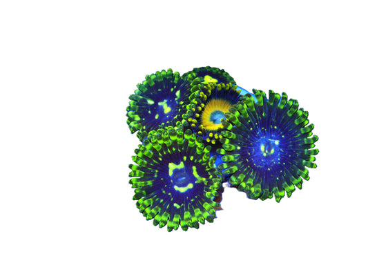 Close‑up of GS Exosphere Zoas coral frag with natural reef coloration