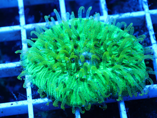 Close‑up of GS Glitter Fungia 2 inch coral frag with natural reef coloration