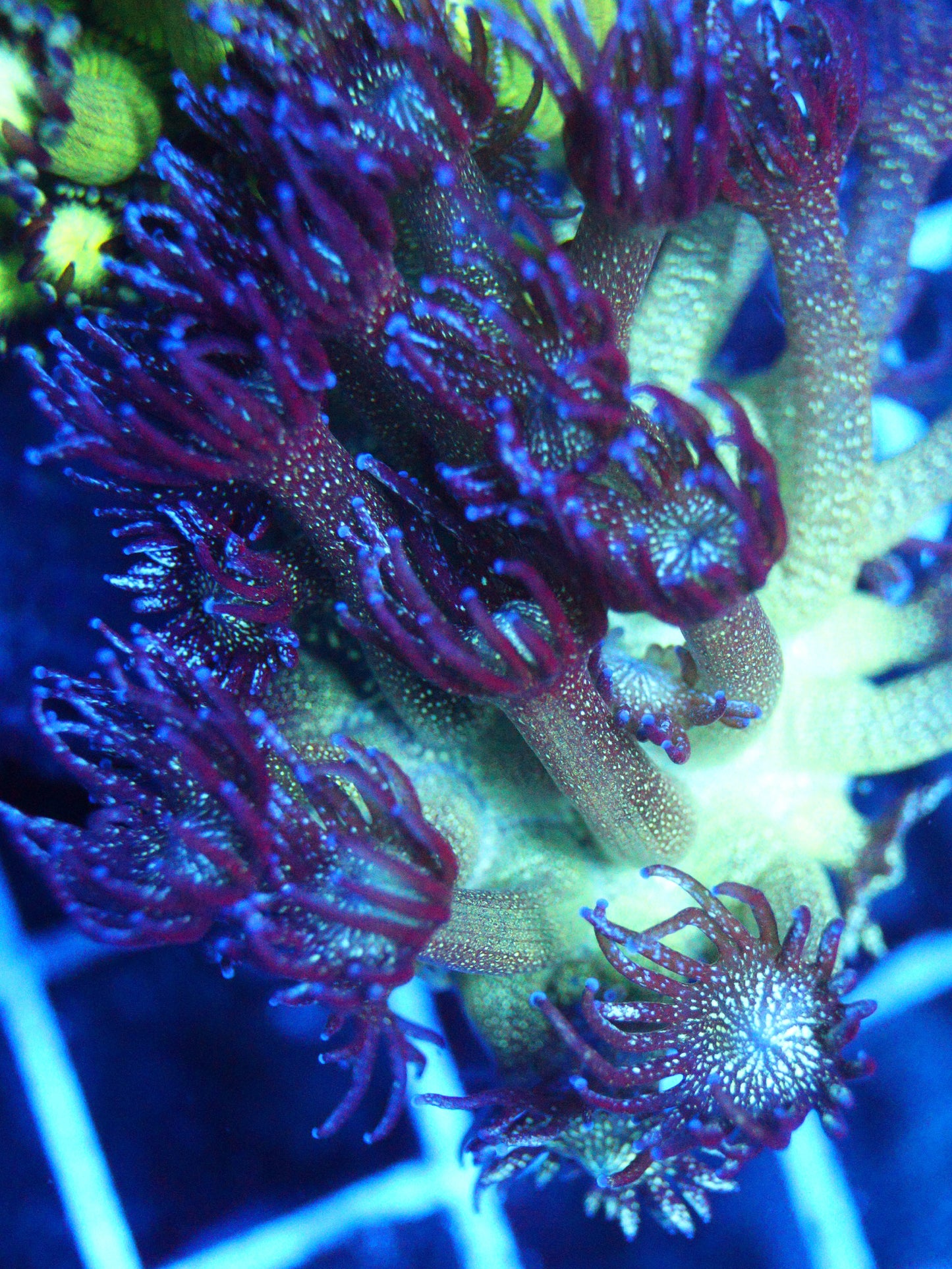 Glitter Goni (Big Frag)