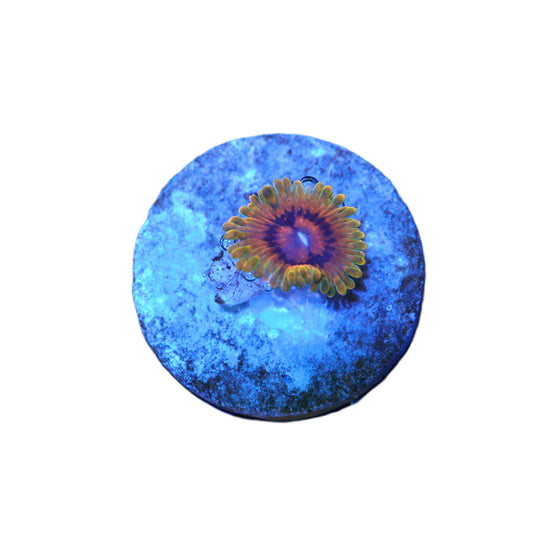 Close‑up of GS GMK "Grand Master Krak" Zoa coral frag with natural reef coloration