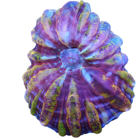 GS Goldilocks Cynarina 2 inch product image