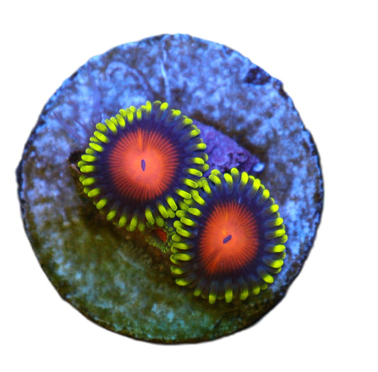 GS Hyper Color Zoa coral frag – Zoanthid zoa coral | Gem State Corals