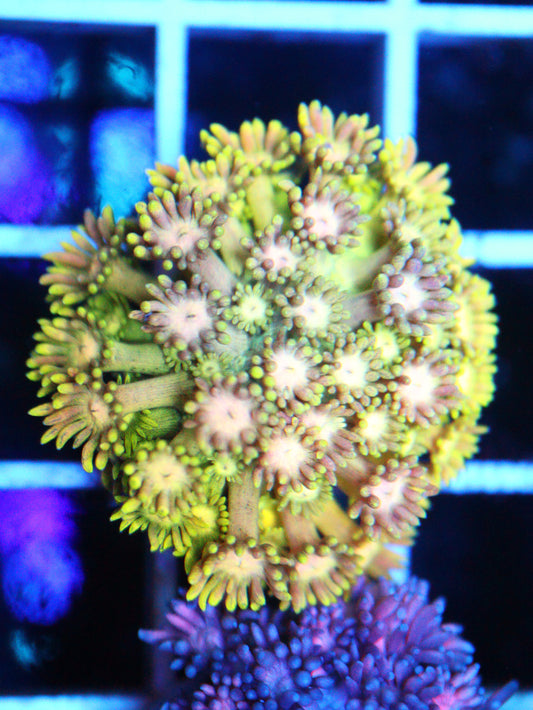 Goniopora