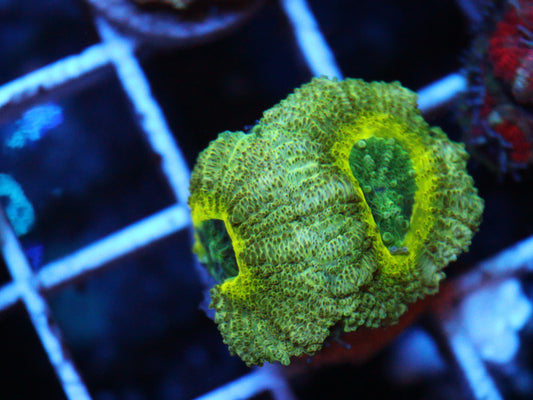 Asian Acan