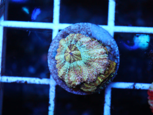Asian Acan