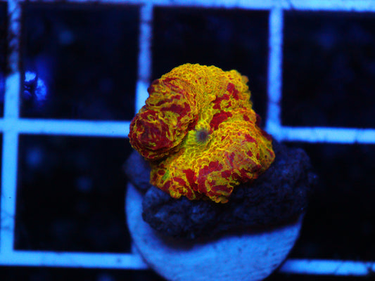 Jawbreaker Mushroom