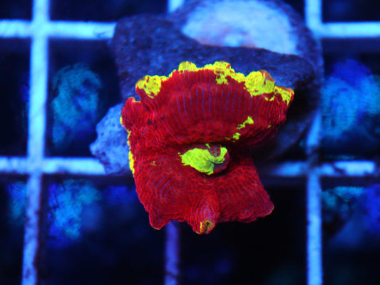 Electus Jawbreaker Mushroom