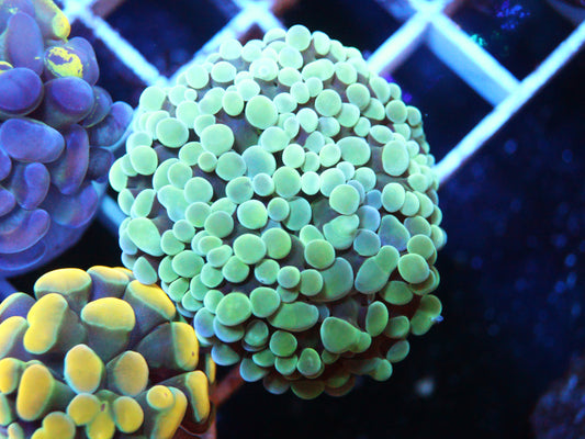 Green Hammer Coral