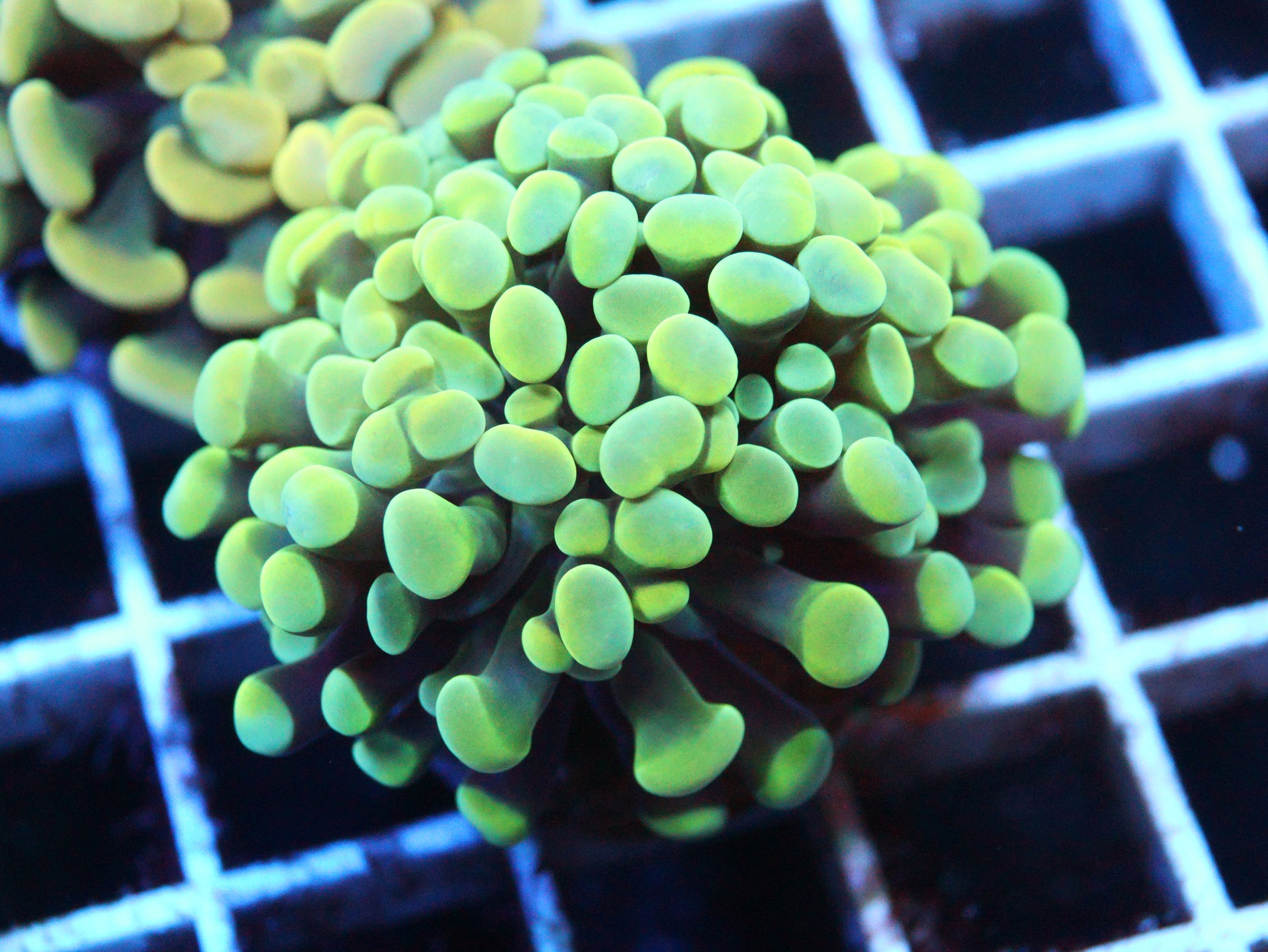 Green Hammer Coral