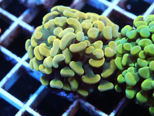 Yellow Hammer Coral