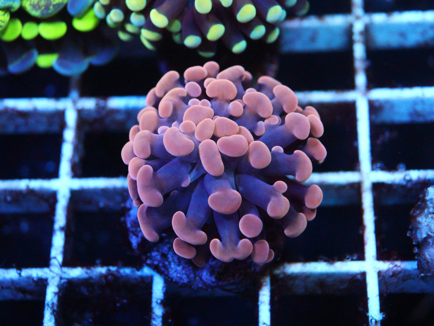 Orange Hammer Coral