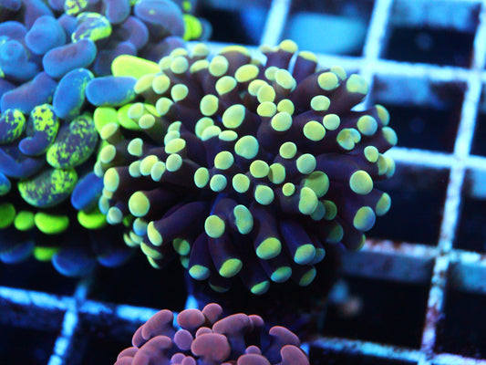 Yellow Hammer Coral