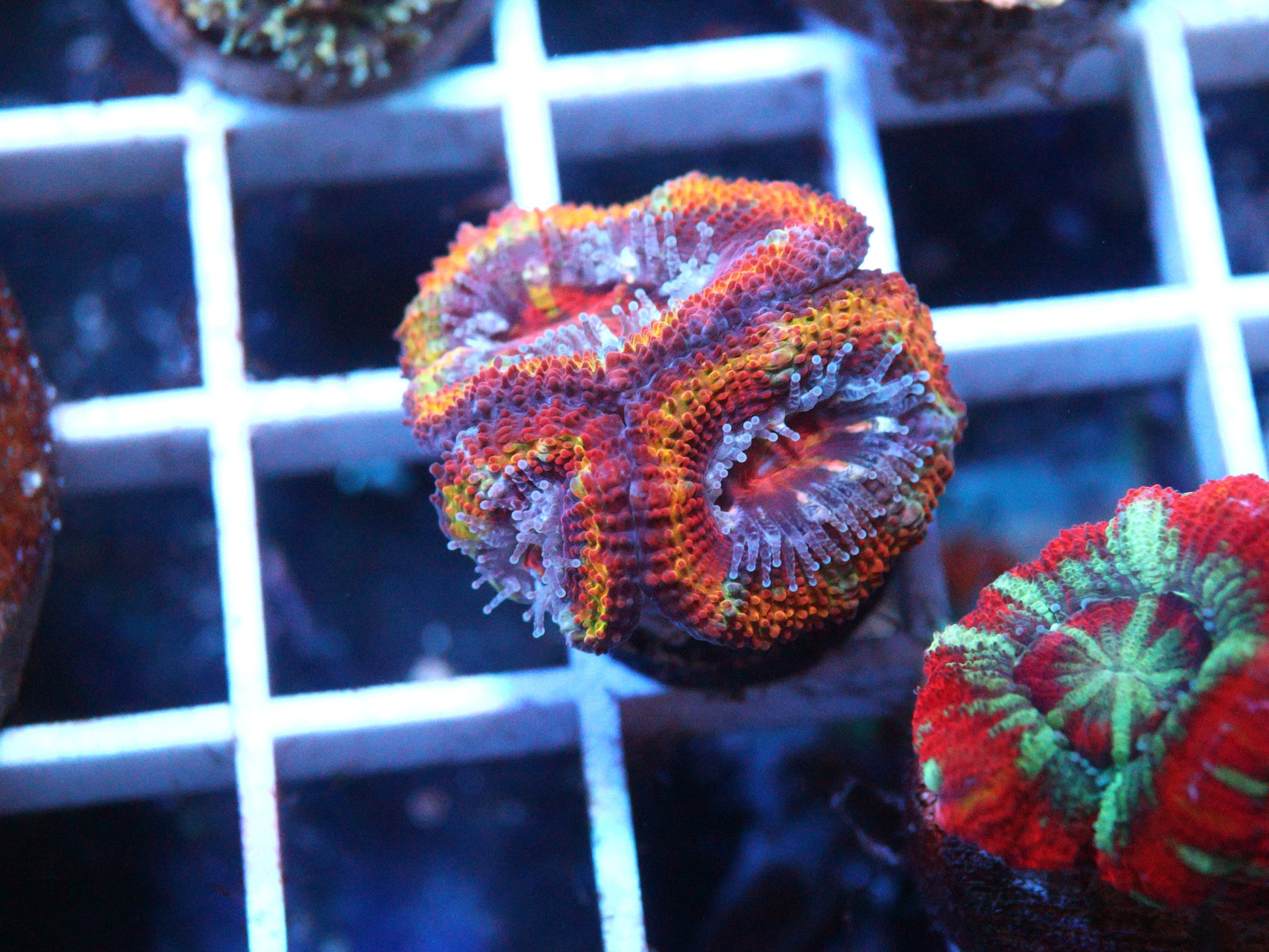 Rainbow Acan Lord