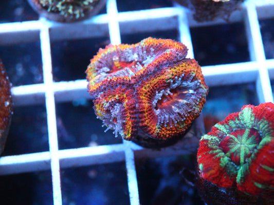 Rainbow Acan Lord