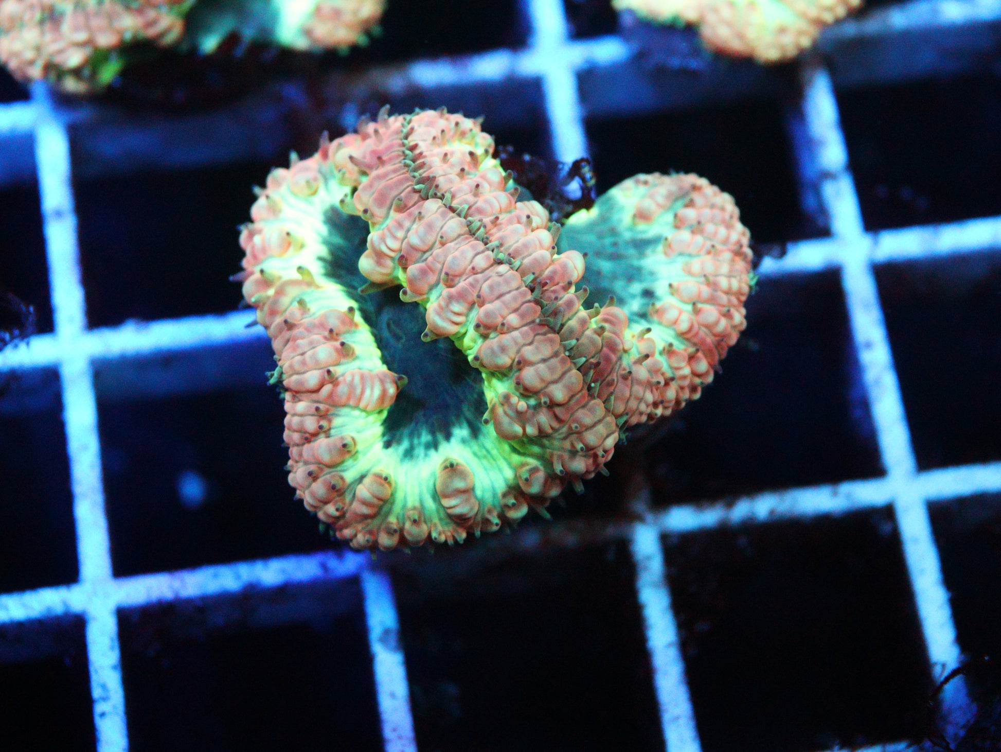 Black Hole Blastomussa