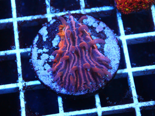 Diaseris Plate Coral