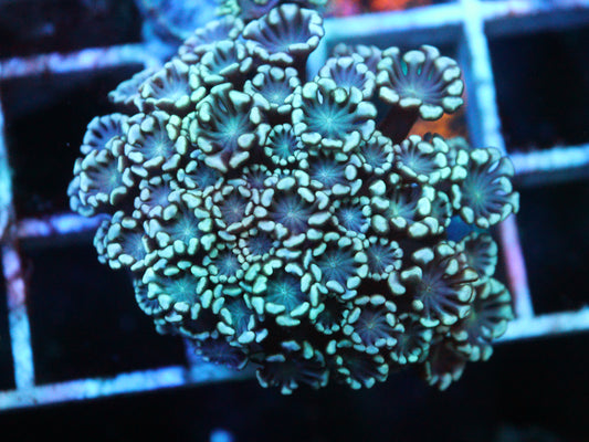GS Lily Pad Alveapora