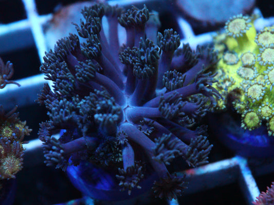 Black Ice Goniopora