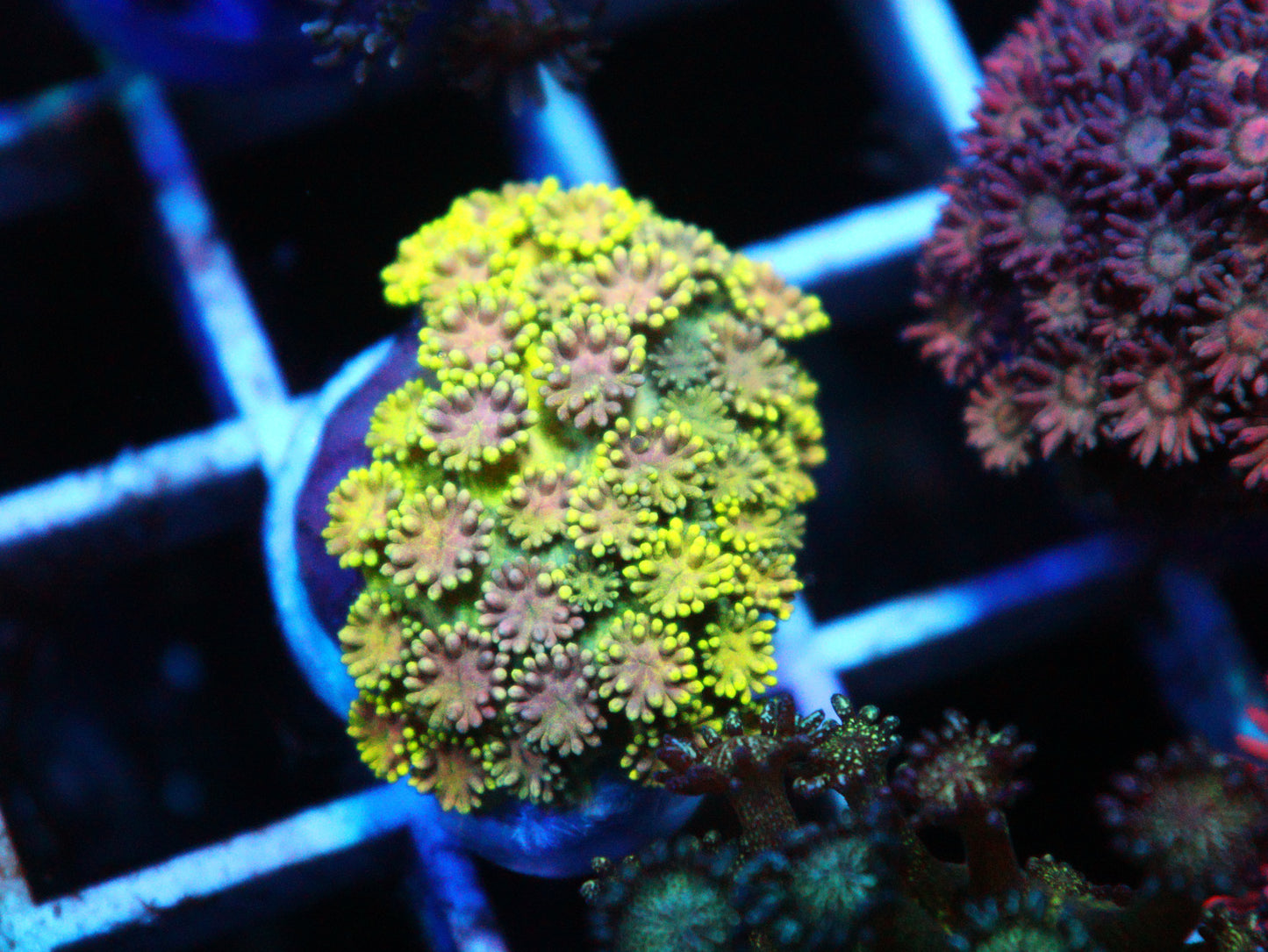 Rainbow Goniopora