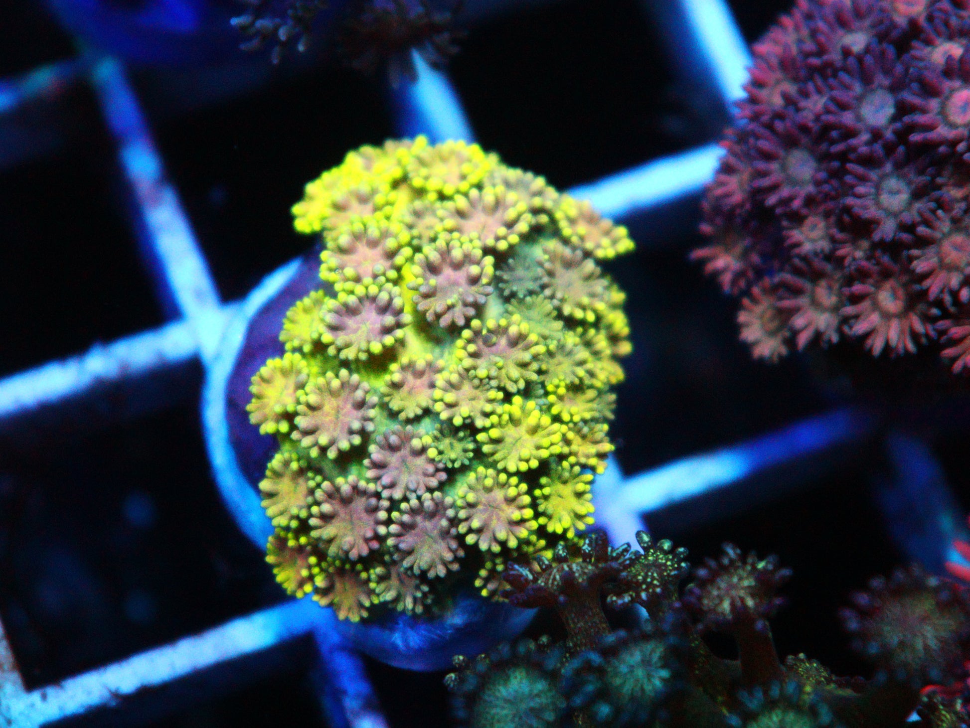 Rainbow Goniopora