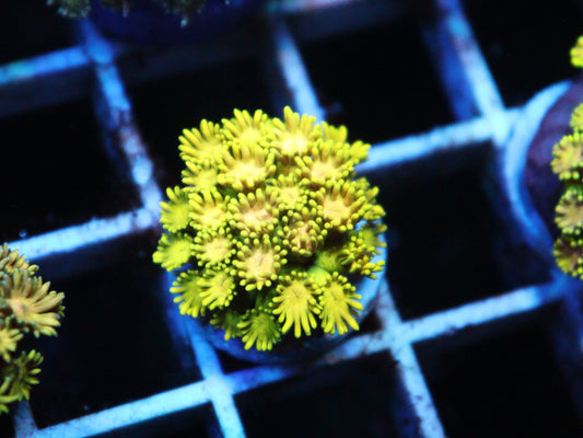 Yellow Goniopora