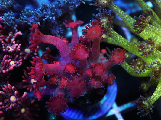Red Goniopora
