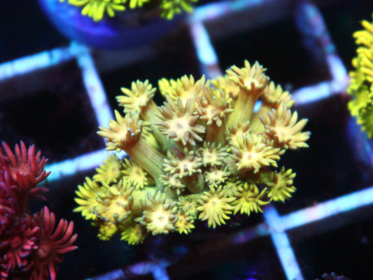 Goniopora