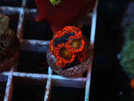 ACI Lorax Zoanthids (8+ Polyps)