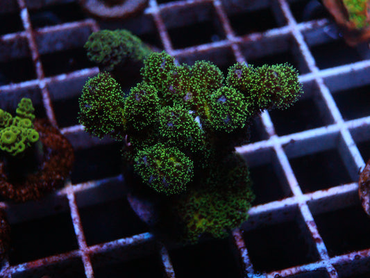 Green Pocillopora