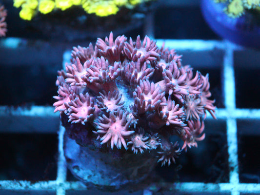 Goniopora