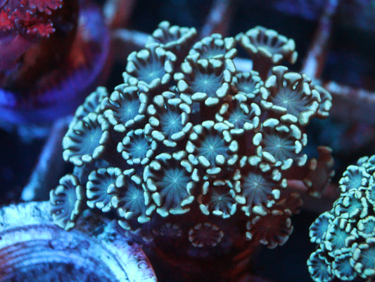 GS Lily Pad Alveapora