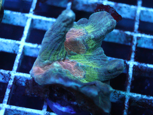 Rqinbow Pectinia Coral