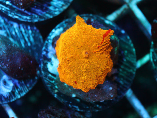 Poletti Jawbreaker Mushroom