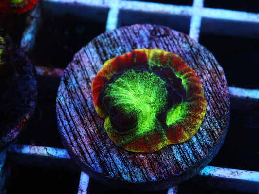 GS Rainbow Favia