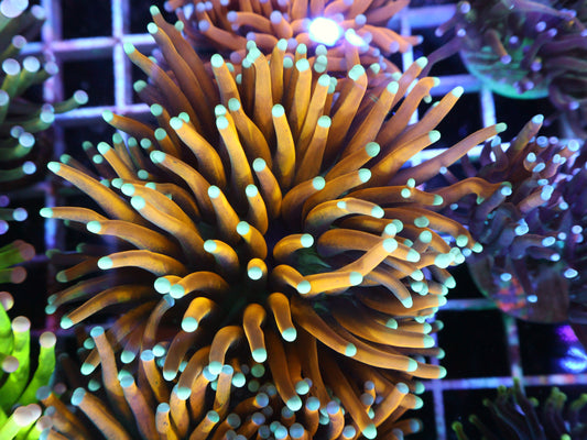 GS Sun God Torch