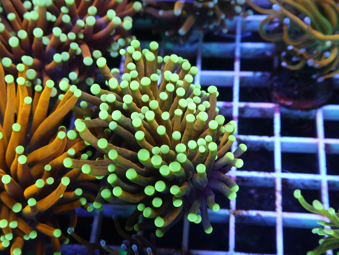 GS Malaysian Teal Tip Torch